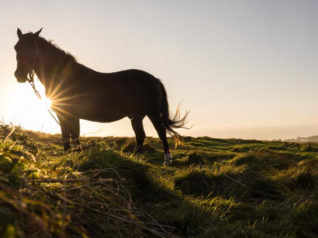 cheval couché soleil 1