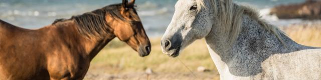 Chevaux liberté 1