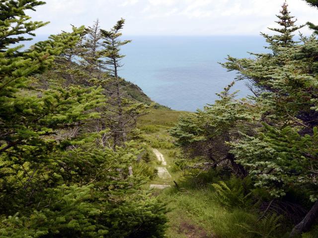 Balade pédestre dans la forêt boréale du Cap de Miquelon, reportage photographique sur l'archipel de Saint Pierre et Miquelon, collectivité française d'Outre Mer d'Amérique du Nord, le 5 août 2014