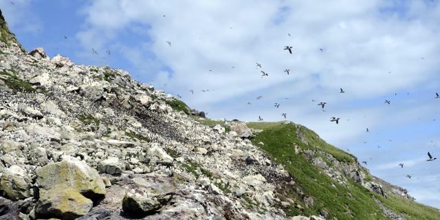 Découverte milieu marin - oiseaux