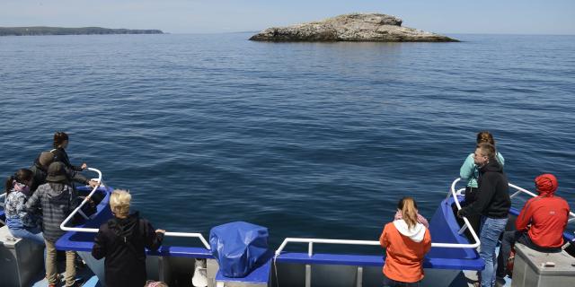 Tour observation faune marine 2