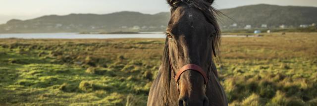 Cheval diamant 1