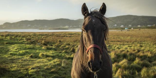 Cheval diamant 1